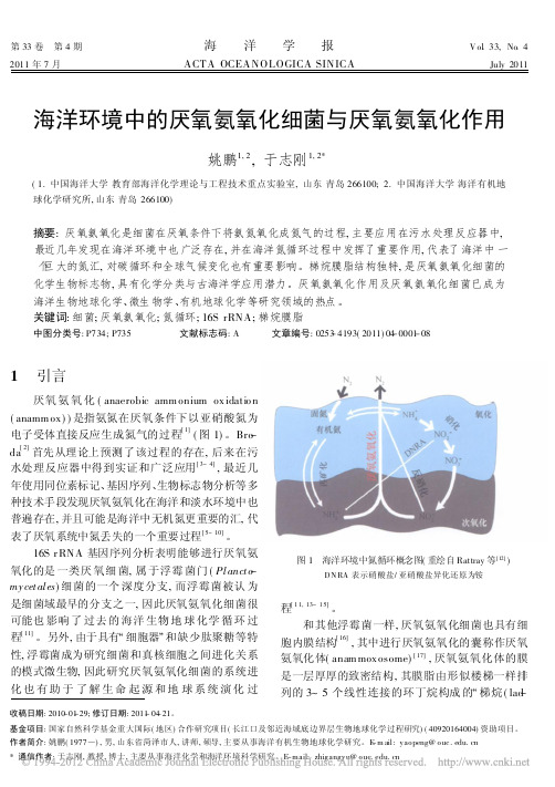 海洋环境中的厌氧氨氧化细菌与厌氧氨氧化作用_姚鹏