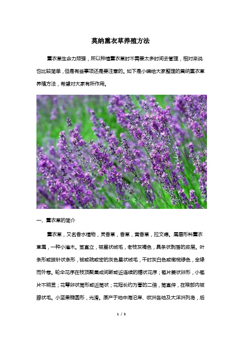 莫纳熏衣草养殖方法