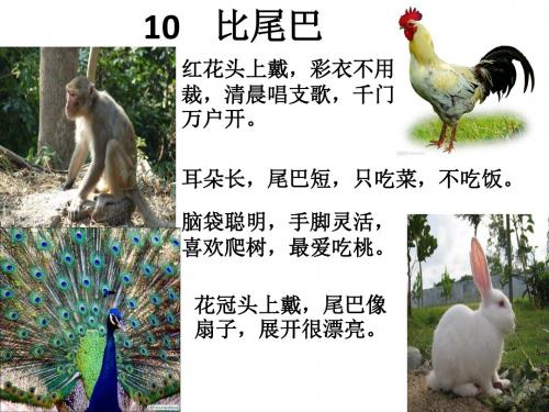 一年级语文《比尾巴》ppt课件