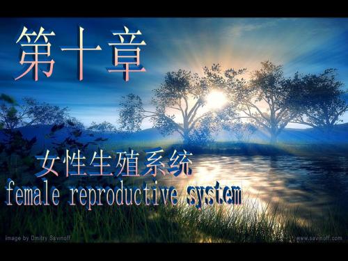 女性生殖系统