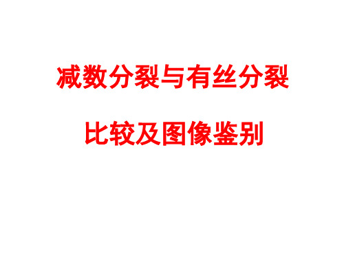 减数分裂与有丝分裂比较及图像鉴别