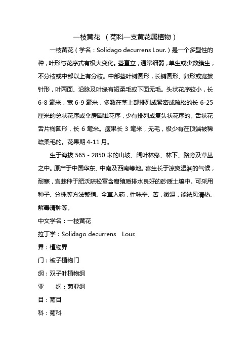 一枝黄花