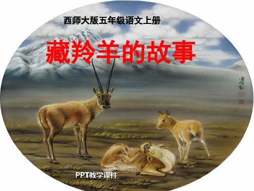 藏羚羊的故事PPT课件
