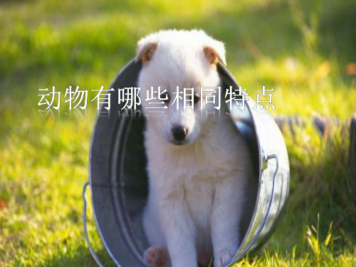 三年级上科学《动物有哪些相同特点》课件PPT2
