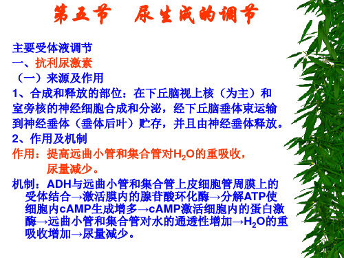 第十九讲尿生成的调节