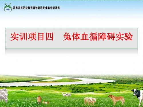 实训4兔体血循障碍实验.