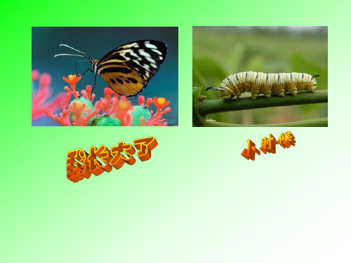 苏教版生物八年级下册21.3 昆虫的生殖与发育 课件 (共27张PPT)