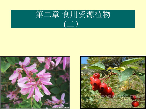 食用植物资源