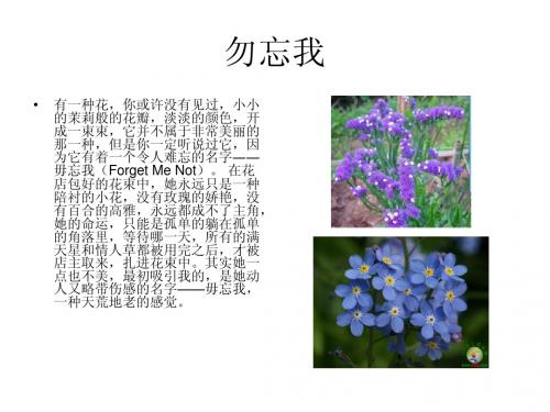 勿忘我(1)