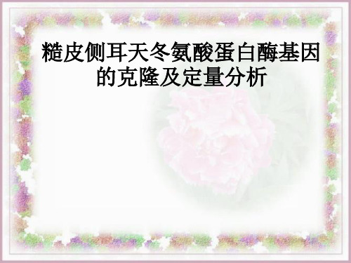 糙皮侧耳
