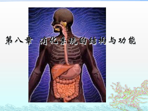 消化系统的结构和功能