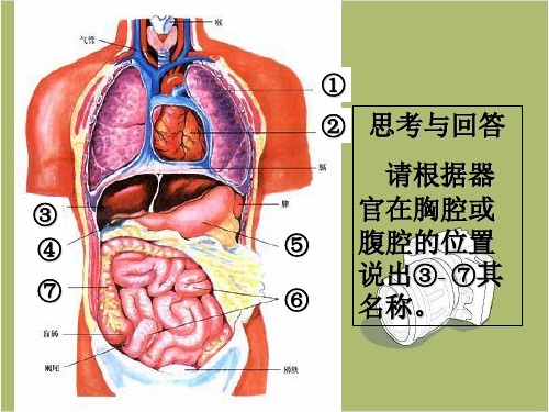 八年级上册生物  1.1.4 人体的结构层次 课件   