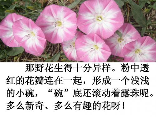 24打碗碗花