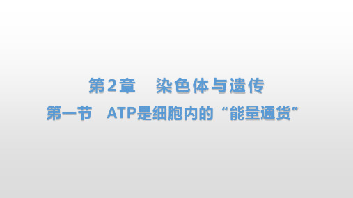 高一下学期  浙科版 必修二第二章第二节基因伴随染色体传递 课件