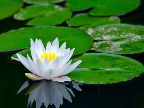 《花钟》第一课时.