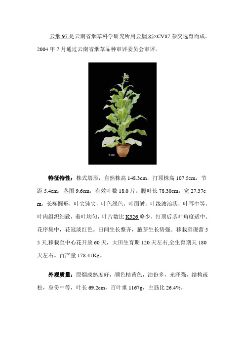 烤烟品种云烟97的主要特征特性
