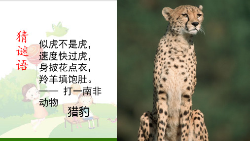 《什么比猎豹的速度更快》_ppt