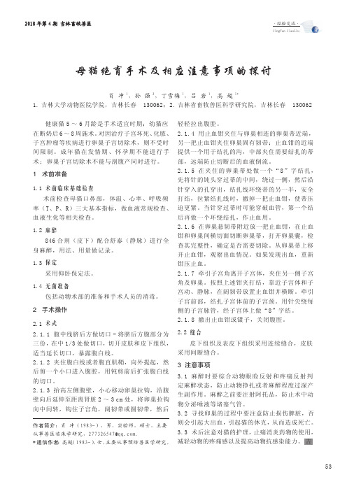 母猫绝育手术及相应注意事项的探讨