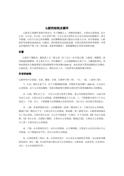心脏结构与循环
