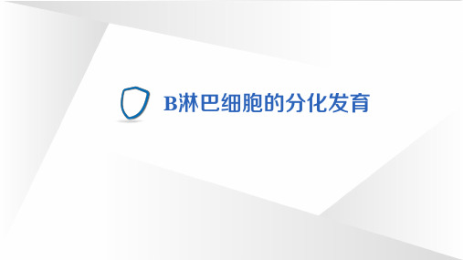 5.3.2 B淋巴细胞的分化发育