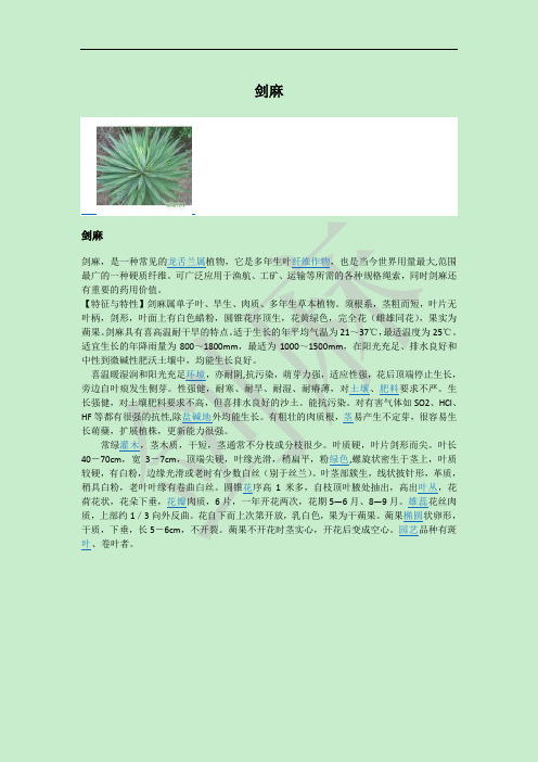 剑麻