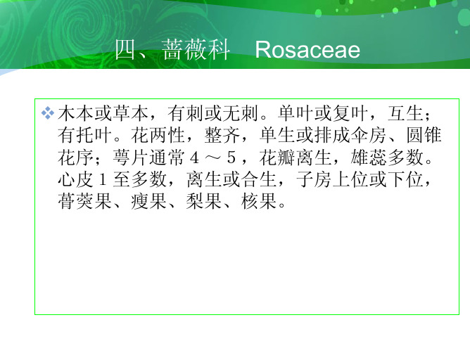 蔷薇科 Rosaceae