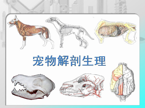 宠物解剖生理--被皮系统
