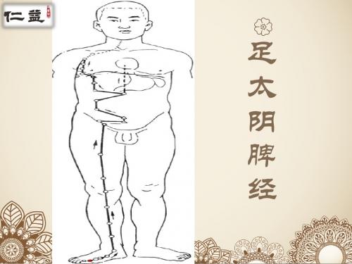 足太阴脾经课件