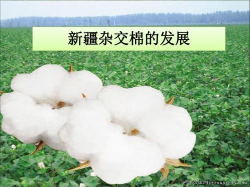 新疆杂交棉的发展