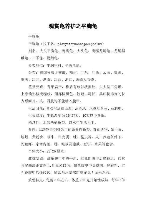 观赏龟养护之平胸龟