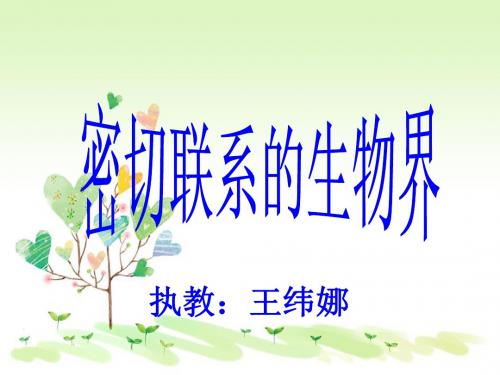 青岛小学科学四下《19 密切联系的生物界》PPT课件 (15)