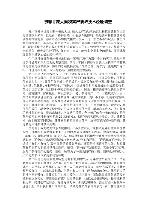 初春甘蔗高产栽培技术经验调查