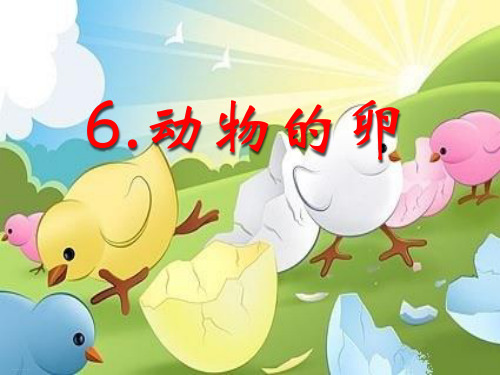 四年级下册科学课件动物的卵教科版(共21张PPT)