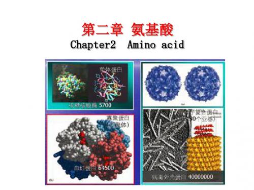 最新2019年整理考研必备要点生物化学氨基酸ppt课件