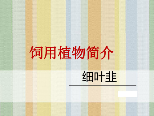 细叶韭简介 (2)