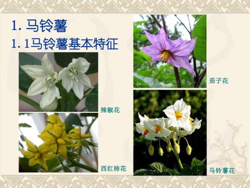 薯类_1