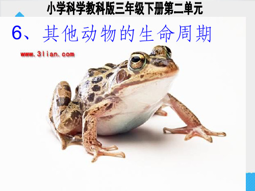其他动物的生命周期ppt课件