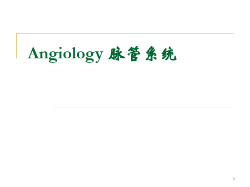 心血管系统英文PPT课件