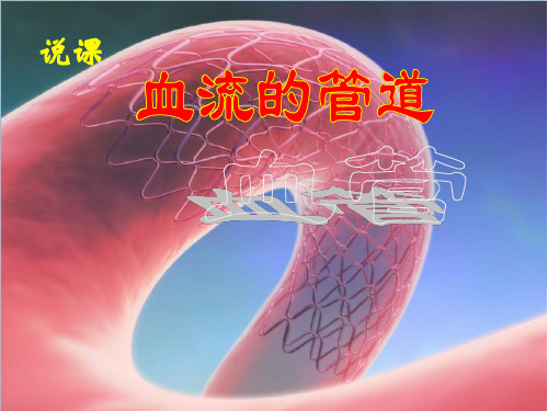 初中生物  血管 (2)精品课件