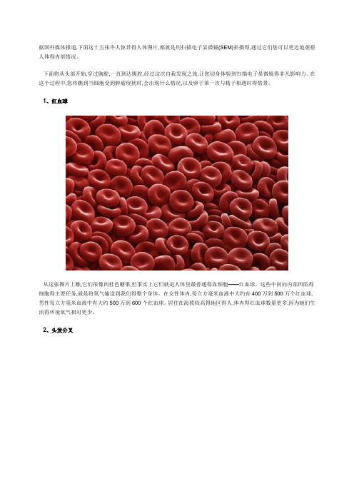 人体解剖图片