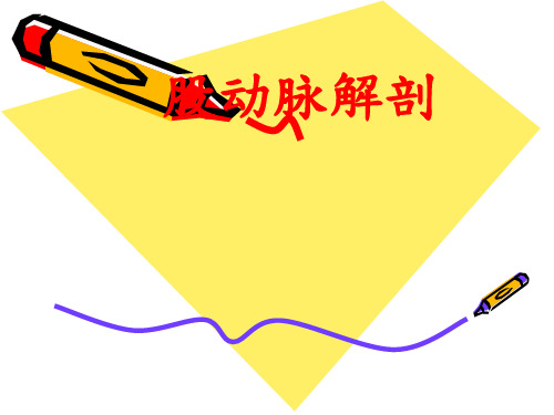 股动脉解剖