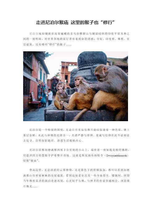 走进尼泊尔猴庙 这里的猴子也“修行”.