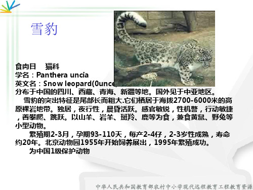 珍稀的动物课件