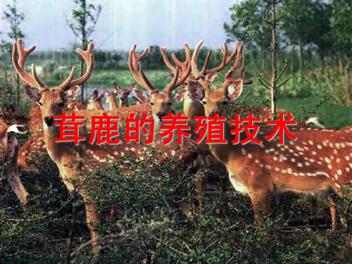茸鹿的养殖管理技术
