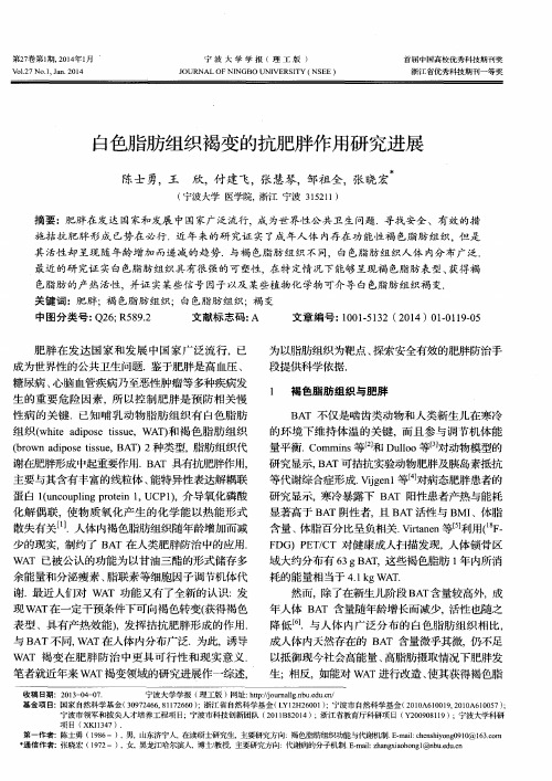 白色脂肪组织褐变的抗肥胖作用研究进展