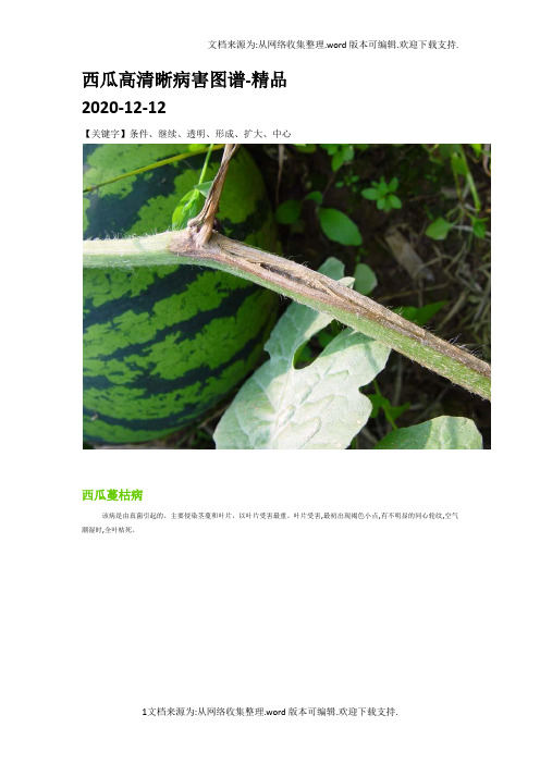 西瓜高清晰病害图谱-精品