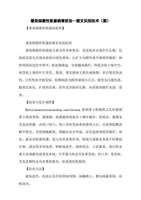 番茄细菌性软腐病害防治—图文识别技术(图)