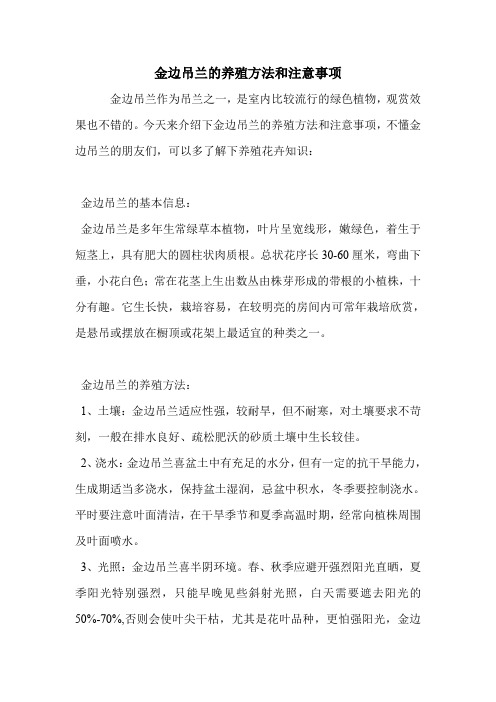 金边吊兰的养殖方法和注意事项.doc