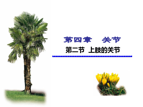 4.1上肢关节PPT课件
