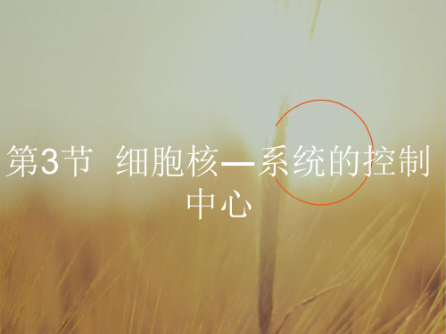 广东省汕头市潮南实验学校高中生物必修一课件：第三章 细胞核的功能